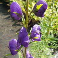 Aconitum napellus SDR6948